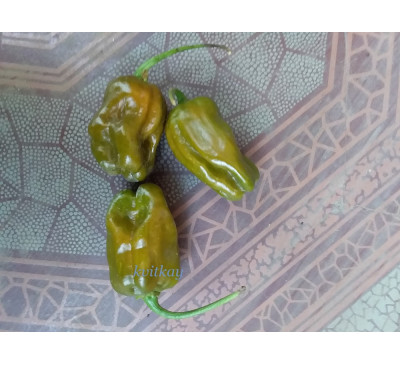 Насіння перцю гострого Habanero Green